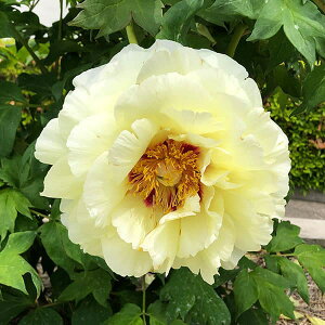 Ԗ ؂̕c/OiڂjFij3N6|bg