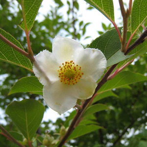 Ԗ ؂̕c/qV6|bgiP؁j