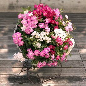 [送料無料][2026年 母の日ギフト][予約]ウェルカムローズ レンゲローズのアイアンスタンド付きリース仕立て