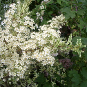 Ԃ̕c/sJTXFn[NC[3|bg