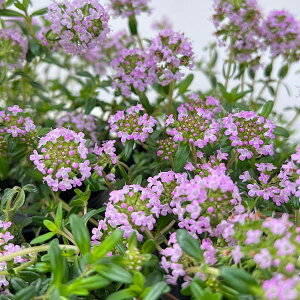 n[u̕c/^CiقӂjFN[sO^C3|bg