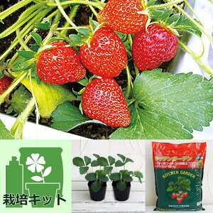 ؂̕c/̂񂽂͔|ZbgiłłjFC`SF߂E}bI