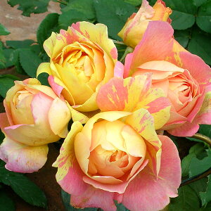 o̕c/fo[[YF|[EZUk6pA*