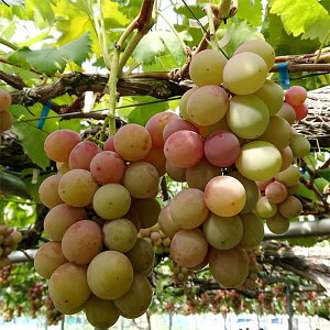 ʎ̕c/uhEFVimX}C}ؕc4`5|bg