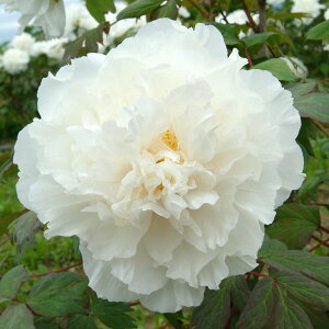 Ԗ ؂̕c/OiڂjF}Kiiӂj3Nc6|bg