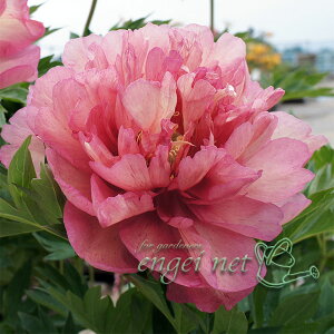 Ԃ̕c/VNNiC^[ZNVinCubhjFq[5|bg