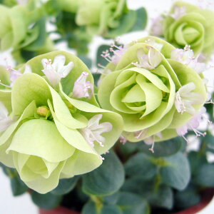 Ԃ̕c/ԃIKmF^fBtHE3|bg