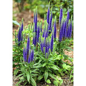 Ԃ̕c/xjJFh[tu[3.5|bg