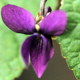 山野草の苗/ニオイスミレ：パメラザンブラ（紫）3-3.5号ポット