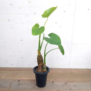 観葉植物/クワズイモ7号鉢植え