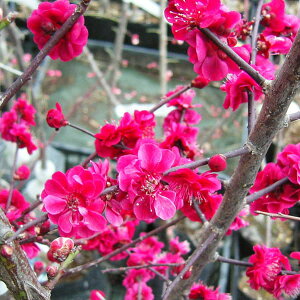 Ԗ ؂̕c/niEiԔ~jFgiJSV}xjjږؕc4`5|bg