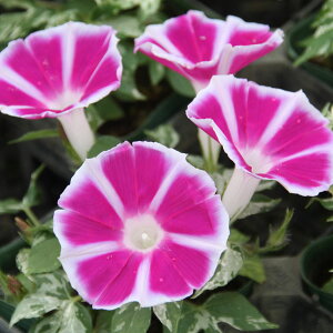 アサガオ 苗 農業資材 ガーデニング用品の人気商品 通販 価格比較 価格 Com