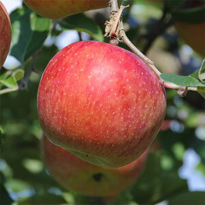 ʎ̕c/SFiÌyj4`5|bg