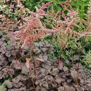 Ԃ̕c/AX`xF`R[gR4|bg