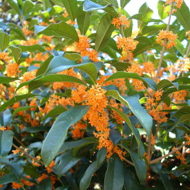 楽天市場 キンモクセイ 花芽の通販
