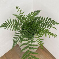 楽天市場】ディクソニア・アンタルクティカ（観葉植物｜花・観葉植物 