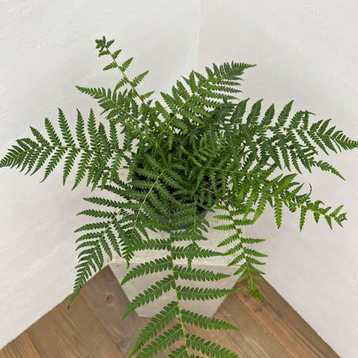 楽天市場】観葉植物/ディクソニア：アンタルクティカ 5号鉢植え : 園芸 