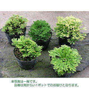 苗 イワヒバの人気商品 通販 価格比較 価格 Com