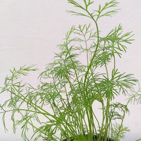 ハーブの苗/ディル3号ポット