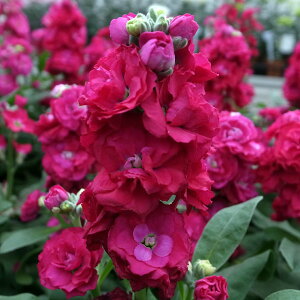 Ԃ̕c/XgbNFxCr[@bhidj3-3.5|bg