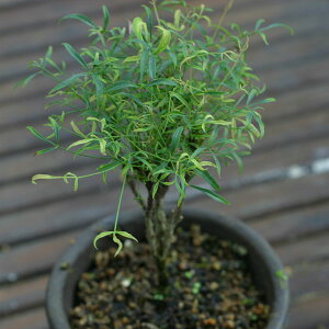 �R�쑐�̕c/�ю���V�i�L���V�i���e���E�Վ���V�j�F�ʒ߁i�^�}�c���j2.5�`3���|�b�g