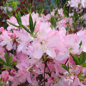 Ԗ ؂̕c/ccWFNtlccW50`60cm܂̓|bg