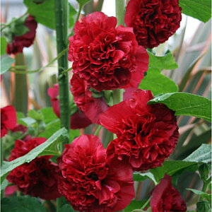 Ԃ̕c/d炫tEFXJ[bgIn3-3.5|bg 6Zbg