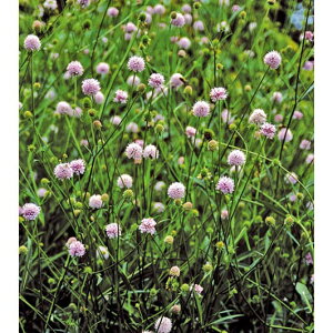 Ԃ̕c/TNVZFtXebhp[Y3.5|bg