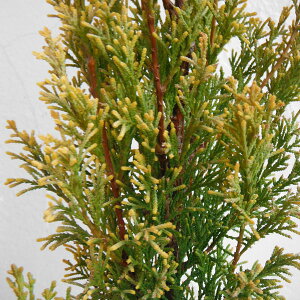 Ԗ ؂̕c/C^ATCvXiCgXMjFXEFYS[h1m͒n|bg