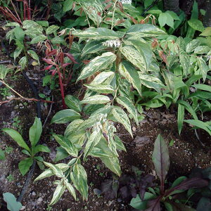 Ԗ ؂̕c/mCieiVjFC{[3.5|bg