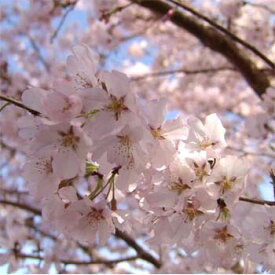 花木 庭木の苗/桜：江戸彼岸（エドヒガン）桜4～5号ポット