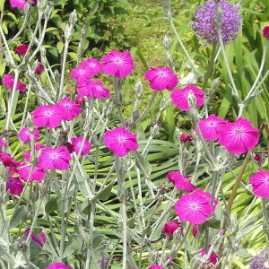 Ԃ̕c/NjXFRiAE[YiXCZmEj3-3.5|bg