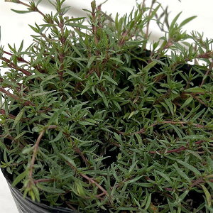 n[u̕c/^CFIWXpCX3|bg