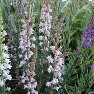 Ԃ̕c/iAFLmEFgiԁj3.5|bg