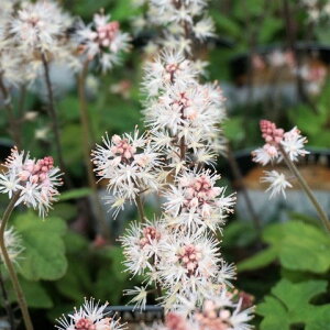 Ԃ̕c/eBAFXvOVtHj[3-3.5|bg