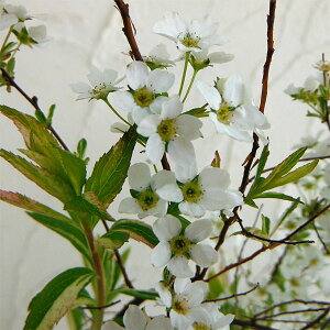 Ԗ ؂̕c/LiMijFLiM4`4.5|bg