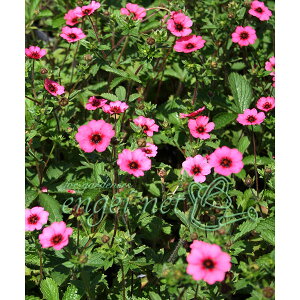 Ԃ̕c/|eeBF~XEBbg3|bg