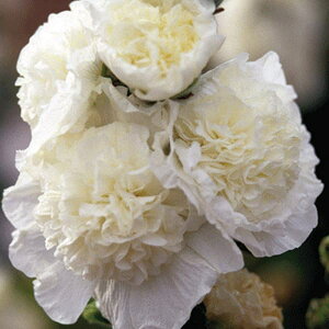 Ԃ̕c/AZAi^`AIC)F_uzCg3.5|bg2Zbg