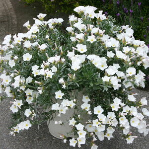 Ԃ̕c/R{uXFXm[GWF3|bg