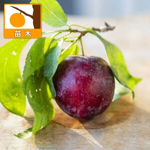 ʎ̕c/X(vjFzi悤j4`5|bg