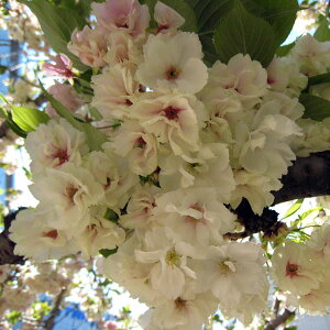 Ԗ ؂̕c/FTiERjږؕc4`5|bg