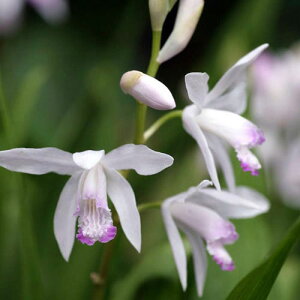 Ԃ̕c/Vi^jFԕPV3|bg2Zbg