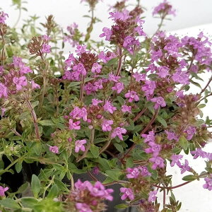 n[u̕c/^CiقӂjFN[sO^Cԉ3|bg2Zbg