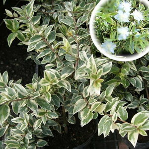 n[u̕c/}[giMoCJE~ԁjF3.5|bg