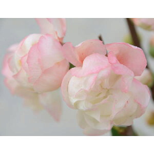 Ԗ ؂̕c/{Pi؉ZjFH߁inSj3|bg