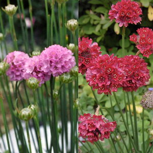 Ԃ̕c/[]AAF܂ԐF~bNX3|bg28Zbg