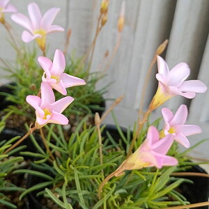 Ԃ̕c/ILUXFy^tB3.5|bg2Zbg