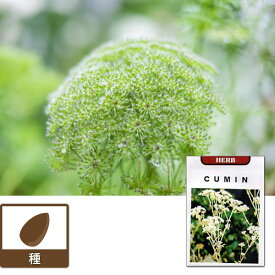 クミンの種[ハーブのタネ]