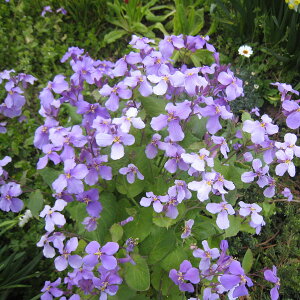 Ԃ̕c/TLniiiԍ؁j3|bg4Zbg