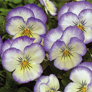 Ԃ̕c/rIFyj[ p[vsReB 3-3.5|bg